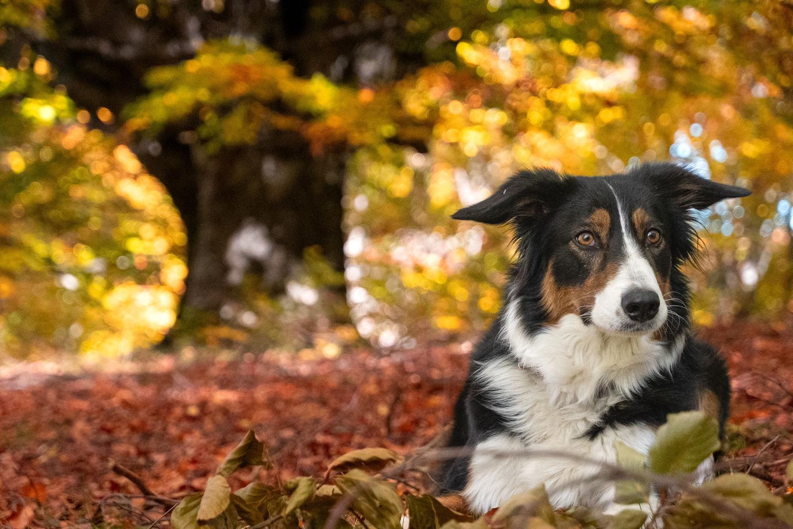 Mo, Border Collie, co-terapeut în cabinetul lui Horia Cențiu